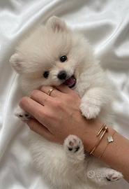 VOLPINO SPITZ di POMERANIA BIANCO cuccioli