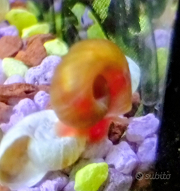 Lumache (Planorbarius corneus)