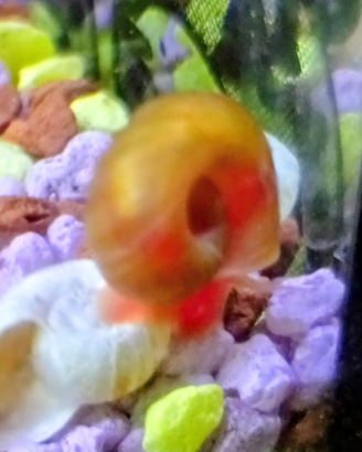 Lumache (Planorbarius corneus)