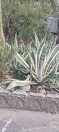 Piante di Agave variegata