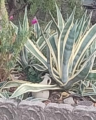 Piante di Agave variegata