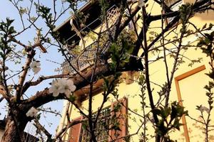 Villa di 220 m² con 4 locali a Milano