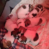 Jack russell