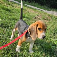 Beagle cucciolo 8 mesi