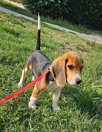 Beagle cucciolo 8 mesi
