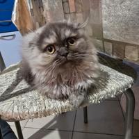 Gattini scottisch fold