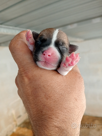 Pura razza jack Russel con pedigree ENCI italiano