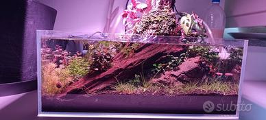 Acquario ShallowCompleto Allestito (Wabi-Kusa)