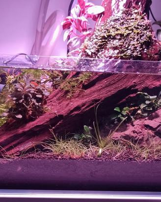 Acquario ShallowCompleto Allestito (Wabi-Kusa)