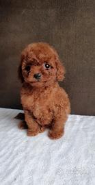 Barboncino mini toy e toy