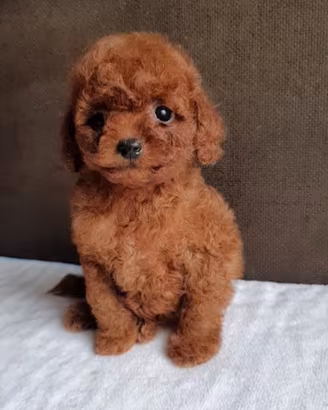 Barboncino mini toy e toy