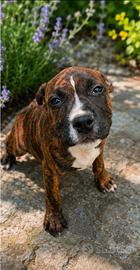 Pitbull 