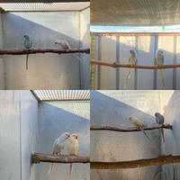 Parrocchetti dal collare coppie e singoli