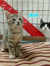 Zeus e Pandora gattini di tre mesi
