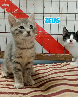 Zeus e Pandora gattini di tre mesi