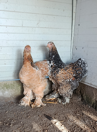 Trio brahma millefiori