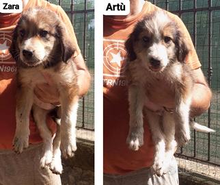 Cuccioli di Pastore dell'Asia Centrale