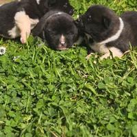 Akita americano cuccioli