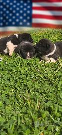 Akita americano cuccioli