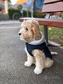 REGAL0 giacchetto e/o guinzaglio per cane