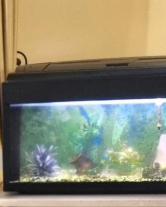 acquario 
