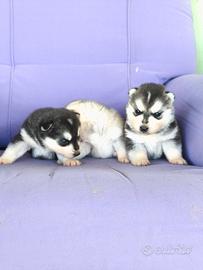 Siberian husky pedigree ENCI