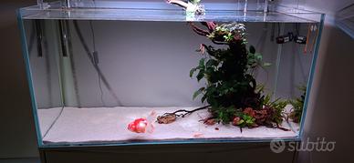 Acquario