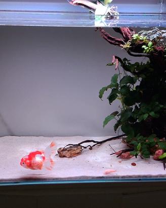 Acquario