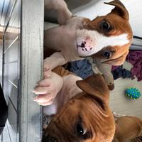 American staffordshire terrier