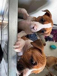 American staffordshire terrier