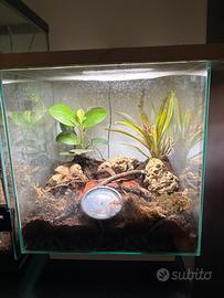 acquario/paludario per granchi geosesarma