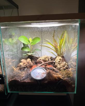 acquario/paludario per granchi geosesarma