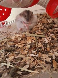 Cuccioli di criceto