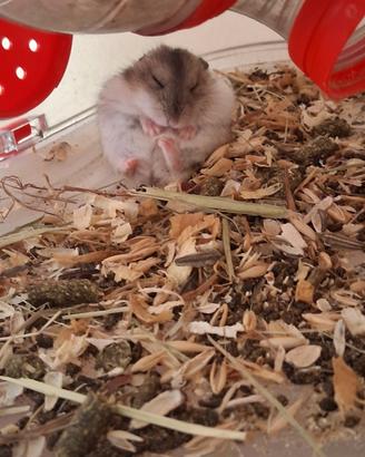 Cuccioli di criceto