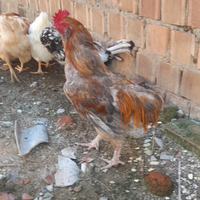Disponibile gallo araucana