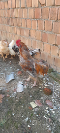 Disponibile gallo araucana