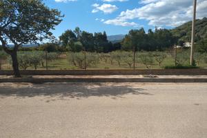 Oliveto e pascolo