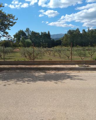 Oliveto e pascolo