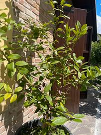 Pianta di limoni