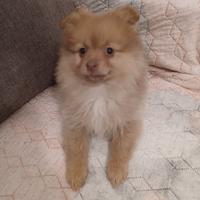 Volpini di Pomerania