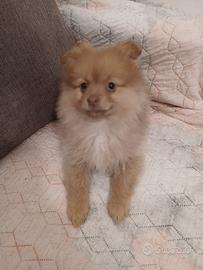 Volpini di Pomerania