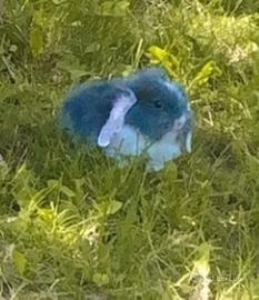 Coniglio Ariete Nano