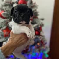 Cuccioli bulldog francese