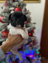 Cuccioli bulldog francese