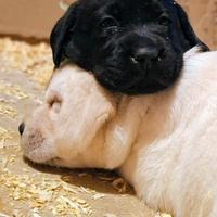 Labrador cuccioli