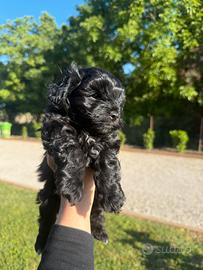 Maltipoo toy cucciolo