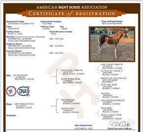 Puledra Paint Horses