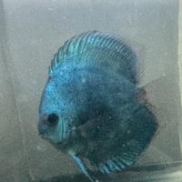 Discus