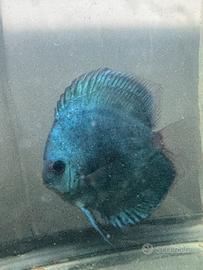 Discus