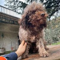 Lagotto romagnolo